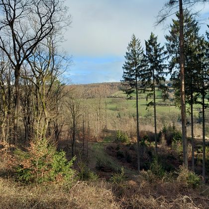 Eine ruhige Waldlandschaft mit hohen Bäumen und sanften Hügeln. Der Himmel ist teilweise bewölkt und klar.