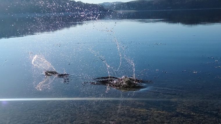 Ein klarer See mit Wellen und Spritzern von Fischen. Im Hintergrund sind sanfte Hügel zu sehen.