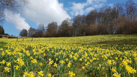Ein wunderschönes Feld mitgelben Narzissen blüht unter einem blauen Himmel. Im Hintergrund sind Bäume und eine Wiese zu sehen.