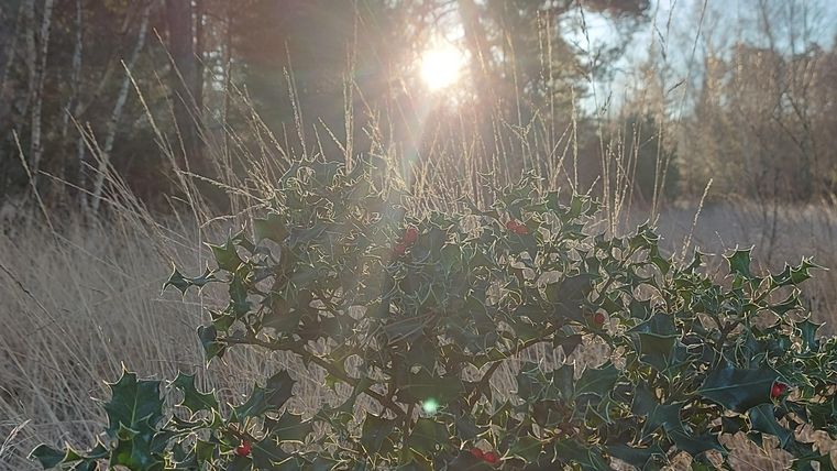 Ein kleiner Strauch mit grünen Blättern und roten Beeren, umgeben von hohem Gras. Im Hintergrund scheint die Sonne durch die Bäume.