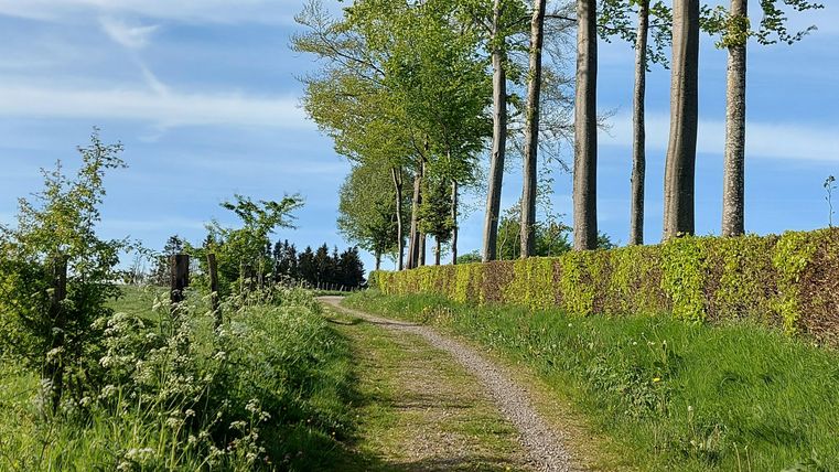 Ein schmaler Weg, gesäumt von Bäumen, führt durch eine grüne Landschaft. Der Himmel ist blau mit einigen Wolken.