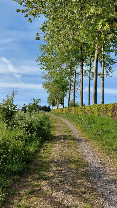 Ein ruhiger Weg, gesäumt von hohen Bäumen und frischem Grün. Der Himmel ist klar und blau, ideal für einen Spaziergang in der Natur.