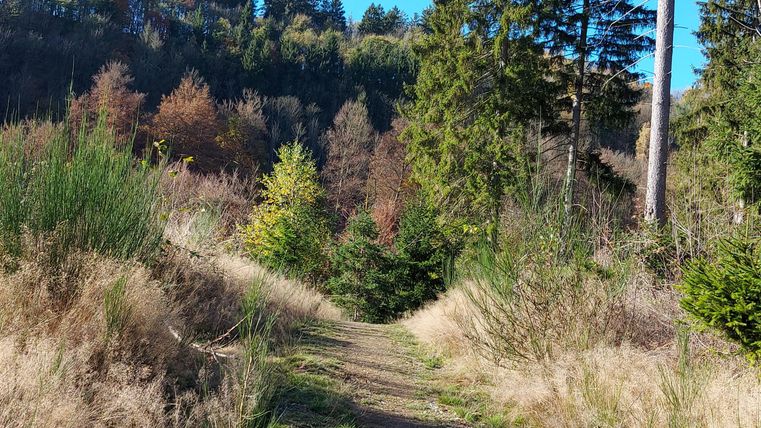 Ein schmaler Pfad führt durch eine malerische Waldlandschaft. Der Himmel ist klar und blau, umgeben von hohen Bäumen und buntem Herbstlaub.