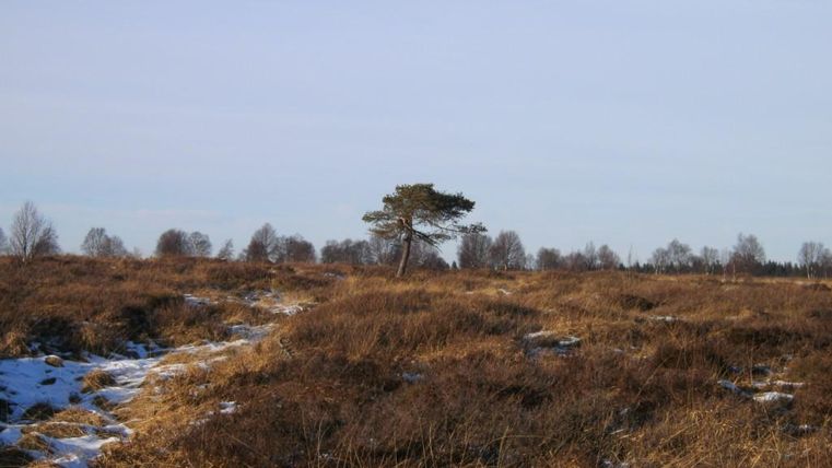Eine hügelige Landschaft mit trockenem Gras und vereinzelten Bäumen. Im Vordergrund ist ein schmaler Weg sichtbar, während der Himmel klar und blau ist.
