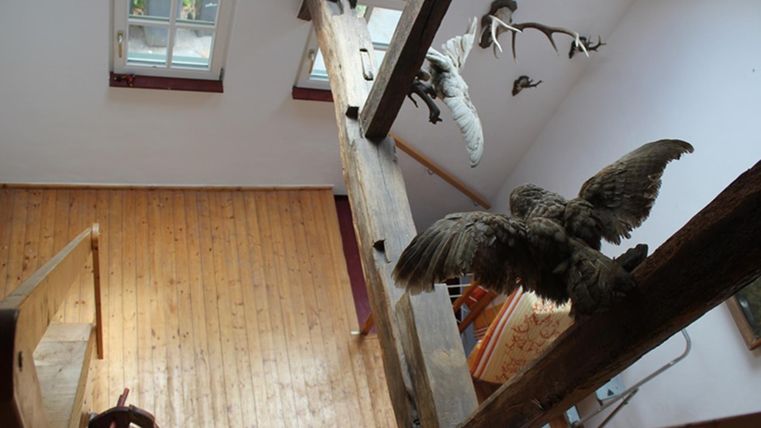 Eine Innenansicht eines Raumes mit Holzfußboden und einer Holzleiter. An den Wänden hängen Tierpräparate, darunter Vögel und Geweihe.