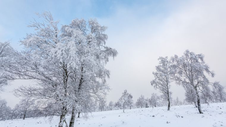 Verschneite Bäume in einer winterlichen Heidelandschaft unter blauem Himmel.