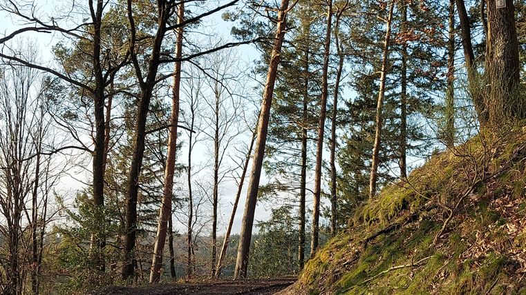 Ein schmaler Waldweg, umgeben von hohen Bäumen und grünem Moos. Die Szene wirkt ruhig und einladend.