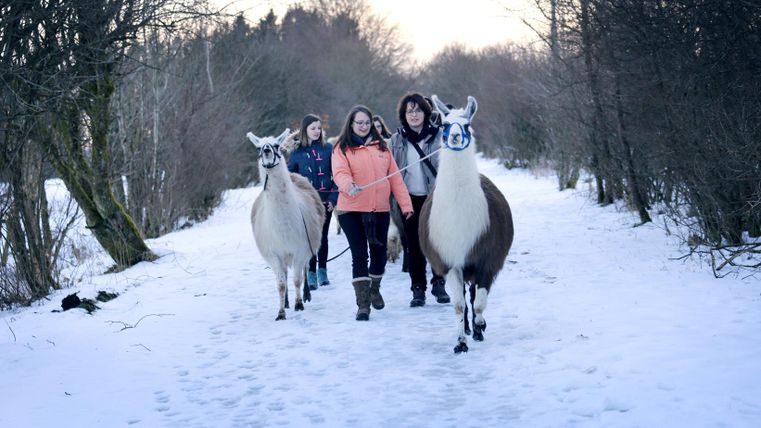 Zwei Lamas werden auf einem schneebedeckten Weg von zwei Personen geführt. Im Hintergrund sind Bäume und ein klarer Himmel zu sehen.