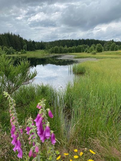 Ein ruhiger Teich umgeben von grünen Wiesen und Bäumen. Im Vordergrund blühen pinke und gelbe Blumen.