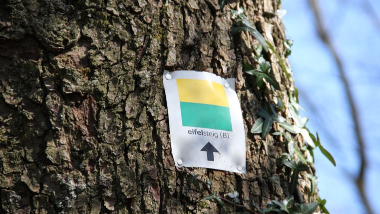 Ein Baum mit einer Eifelsteig-Markierung in Belgien, bestehend aus einem gelben und grünen Quadrat und einem Pfeil nach oben.