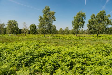 Grüne Heidelandschaft mit Bäumen unter blauem Himmel.