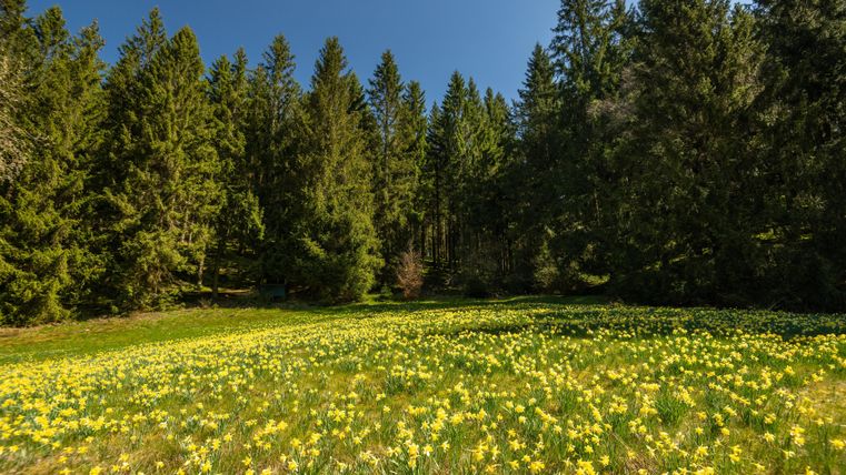 Eine blühende Wiese mit vielen gelben Blumen umgeben von hohen, grünen Bäumen. Der Himmel ist klar und blau.