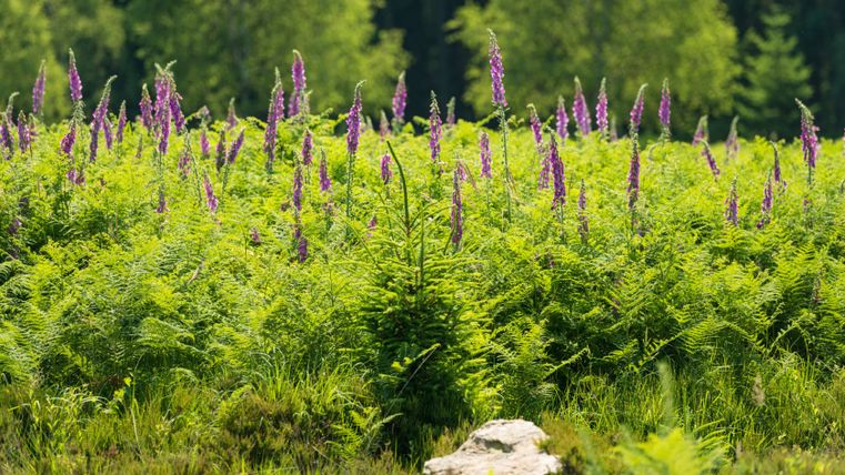 Lila Fingerhutblumen auf einem grünen Feld mit Bäumen im Hintergrund.