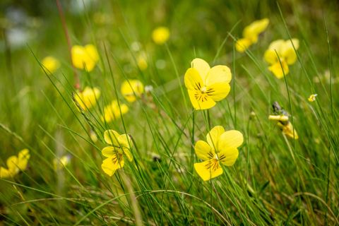 Eine Wiese mit leuchtend gelben Blumen und grünem Gras. Die Blumen haben eine herzförmige Blütenform und strahlen Frische aus.