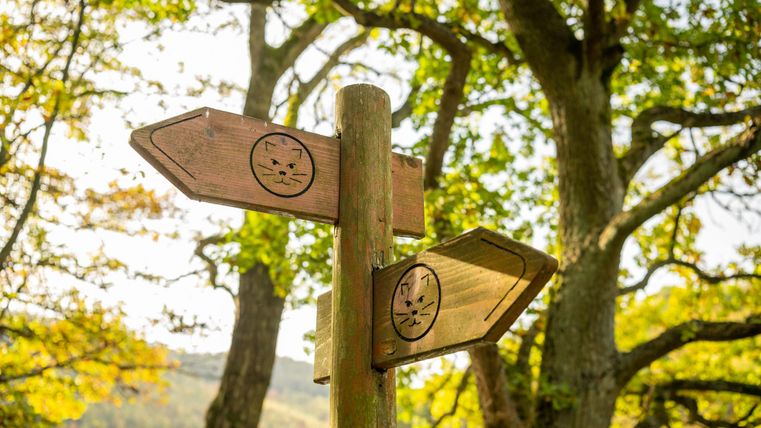 Ein Wegweiser mit zwei Pfeilen zeigt in verschiedene Richtungen. Der Hintergrund besteht aus grünen Bäumen und einem sonnigen, klaren Himmel.