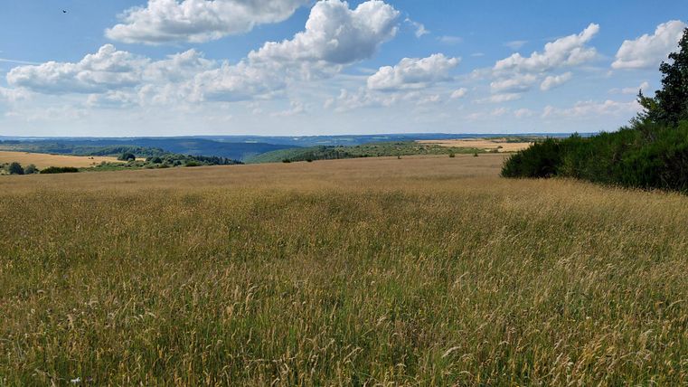 Eine weitläufige Wiese mit hohen Gräsern und einem klaren Himmel. Im Hintergrund sind sanfte Hügel und Wälder zu sehen.
