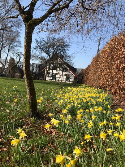 Eine malerische Landschaft mit Narzissen, die in einem grünen Garten blühen. Im Hintergrund ist ein traditionelles Fachwerkhaus zu sehen.