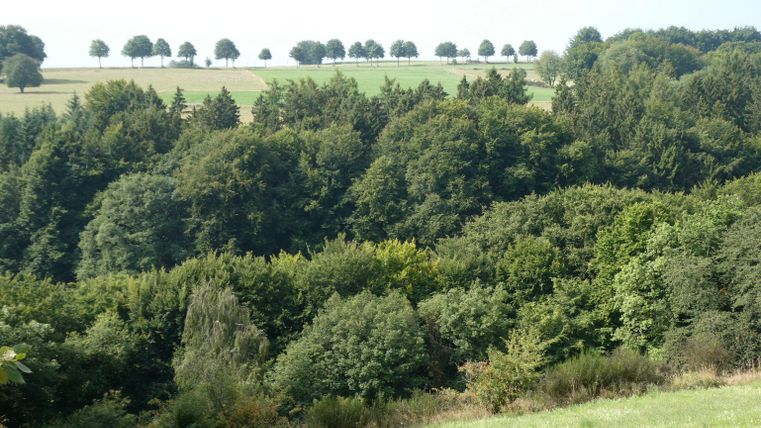 Eine Waldlandschaft mit vielen Bäumen und sanften Hügeln im Hintergrund. Der Himmel ist klar und die Natur wirkt ruhig und einladend.