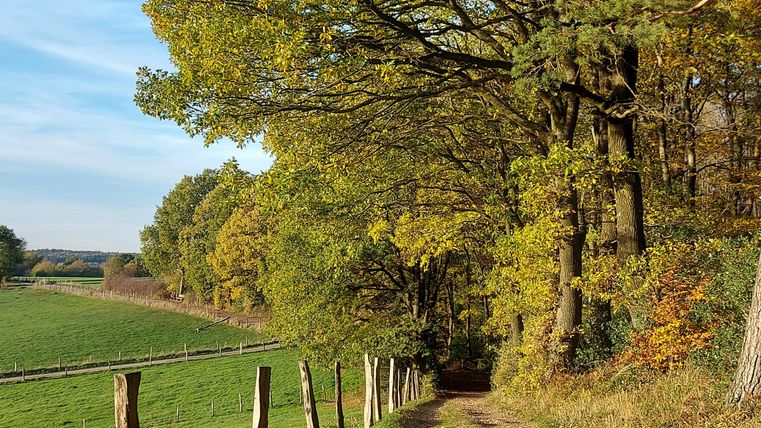 Ein malerischer Weg umgeben von hohen Bäumen in herbstlichen Farben. Der Himmel ist klar und blau, und grünes Feld ist im Hintergrund sichtbar.