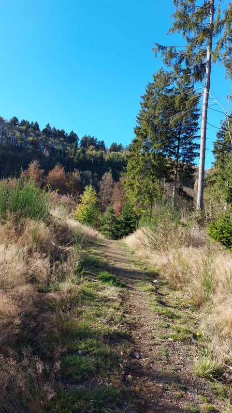 Ein schmaler Pfad führt durch eine malerische Waldlandschaft. Der Himmel ist klar und blau, umgeben von hohen Bäumen und buntem Herbstlaub.