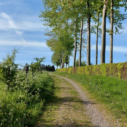 Ein ruhiger Weg, gesäumt von Bäumen, führt durch eine grüne Landschaft. Der Himmel ist klar und blau.